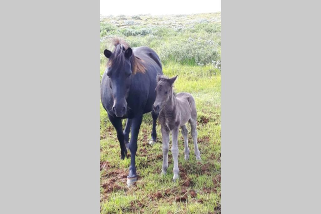 雷克霍特Heidi Cabin公寓 外观 照片